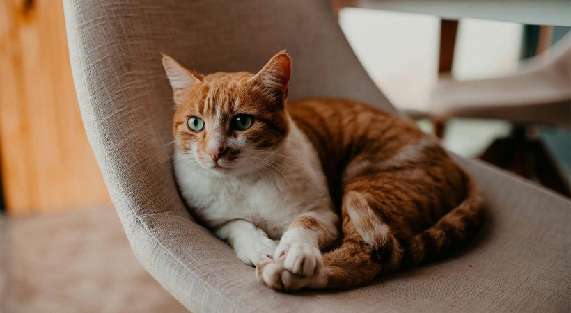 a cat lying on a chair